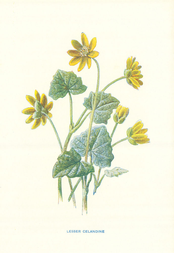 Pilewort or Lesser Celandine. Wild Flowers by Frederick Edward Hulme c1895